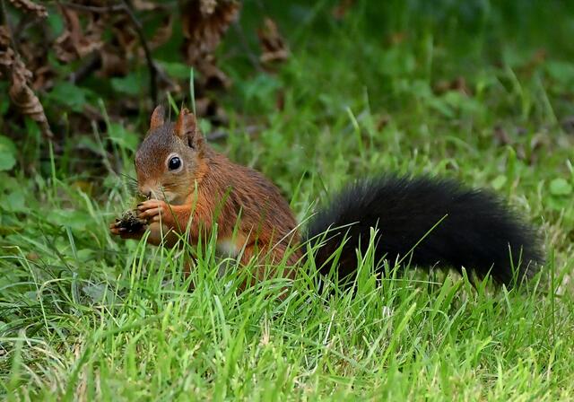 Foto: Copyright Andreas Schäfer