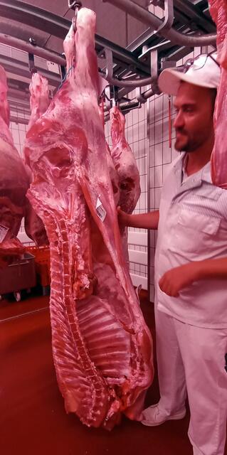 die halben Schweine kommen zu  80%  aus Brandenburg und 20% aus Belgien | Foto: Yvonne Rollert
