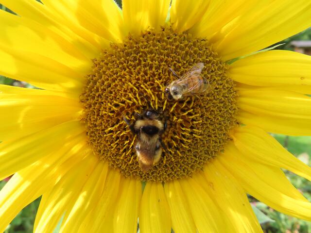 ... mit Hummeln und Bienen ... | Foto: M. A.