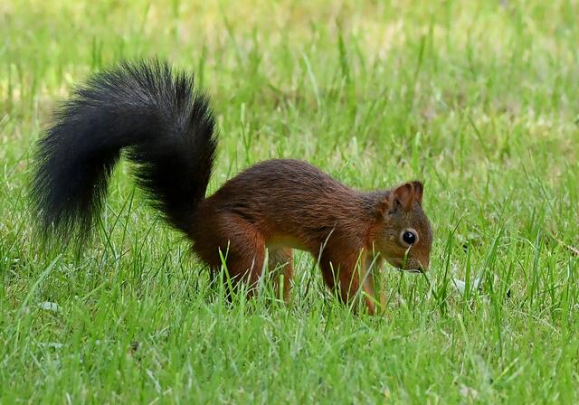 Foto: Copyright Andreas Schäfer