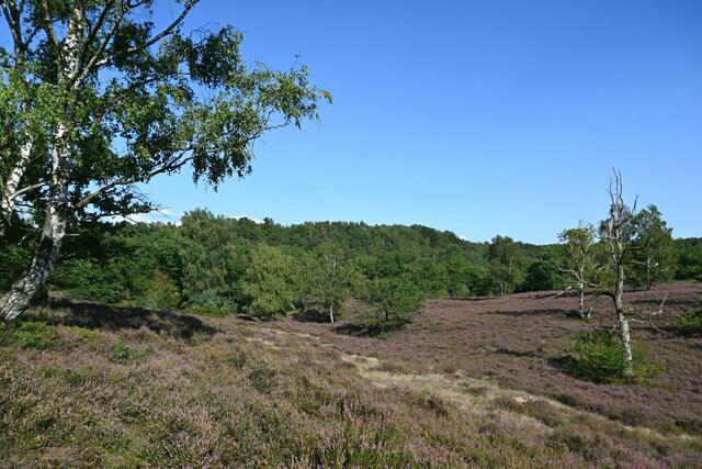 Landschaftsidylle in der Fischbeker Heide | Foto: Katja Woidtke