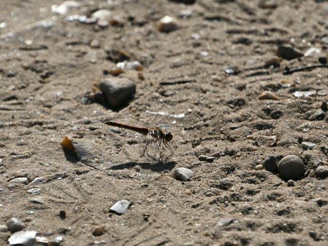 Landschaftsidylle in der Fischbeker Heide

Heidelibelle (Sympetrum) | Foto: Katja Woidtke