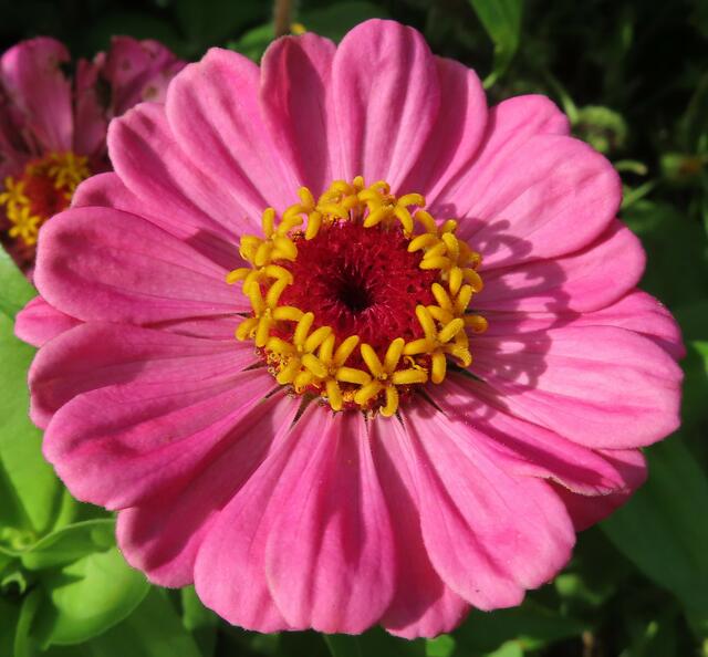 Dieses Gebilde in der Mitte dieser Blume sieht eher wie eine "kleine Torte" aus. | Foto: M. A.