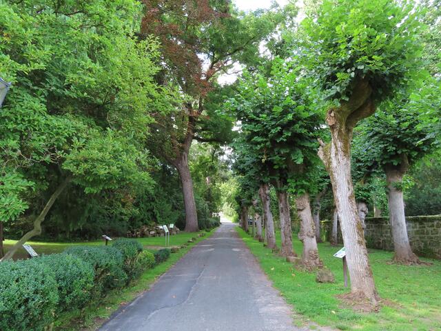 Zwischen dem "Brotmuseum" und dem 2. Freigelände führt diese Allee hindurch.  | Foto: M. A.