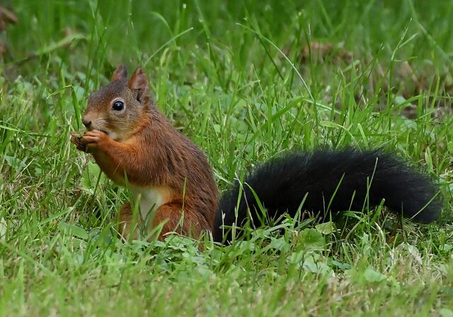 Foto: Copyright Andreas Schäfer