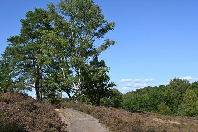 Landschaftsidylle in der Fischbeker Heide

Sandige Wege führen durch das Naturschutzgebiet | Foto: Katja Woidtke