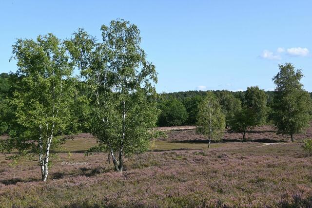 Landschaftsidylle in der Fischbeker Heide

Hügel und vereinzelt stehende Birken verleihen der Fischbeker Heide ihren besonderen Charme | Foto: Katja Woidtke
