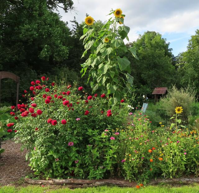 Riesengroße Sonnenblumen im Freigelände 2. | Foto: M. A.
