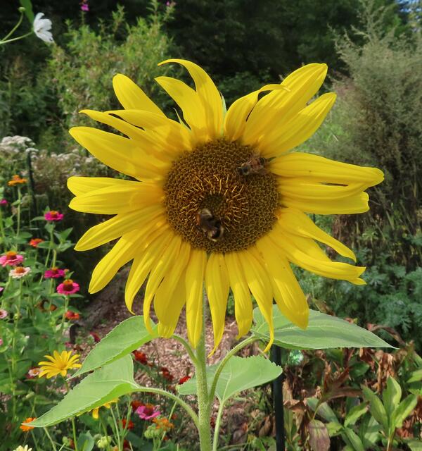 ... in keinem Garten fehlen. 

In unserem Garten wollten sie uns letztes Jahr und dieses Jahr aber nicht erfreuen. 😞 | Foto: M. A.