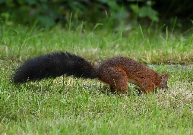 Foto: Copyright Andreas Schäfer