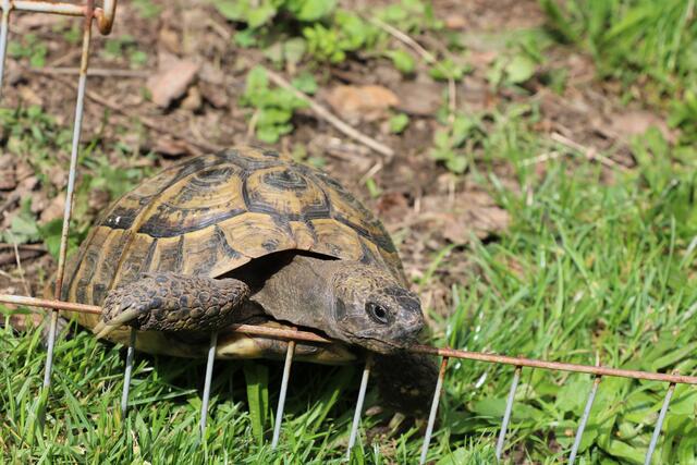 Schildkröte Bernd ist 24 Jahre alt