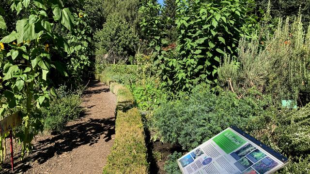 Im Kräutergarten des Schulgartens. Foto: Helmut Kuzina