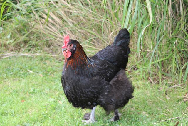 Ohne Scheu und Neugierig folgten uns die tierischen Begleiter bei der Gartenführung
