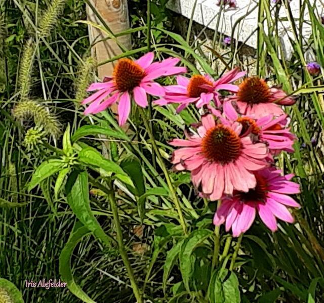 Foto: Iris  Alefelder