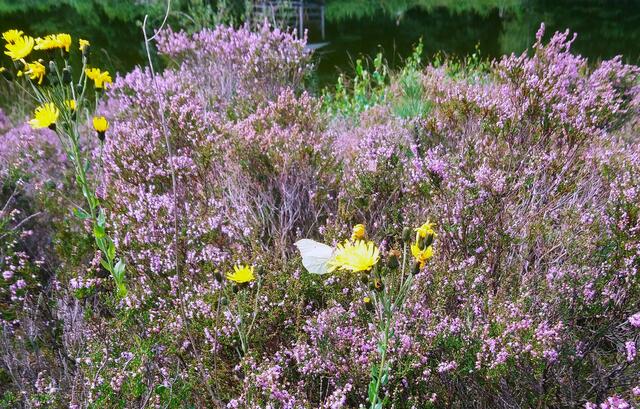 Lila-gelbes Heidewunder mit Schmetterling in Angelbecksteich | Foto: Shima Mahi