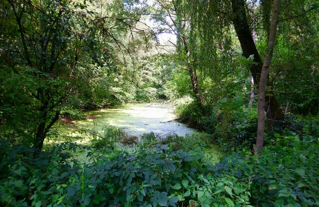 Ein weiterer Teich völlig mit Entengrütze bedeckt | Foto: Shima Mahi