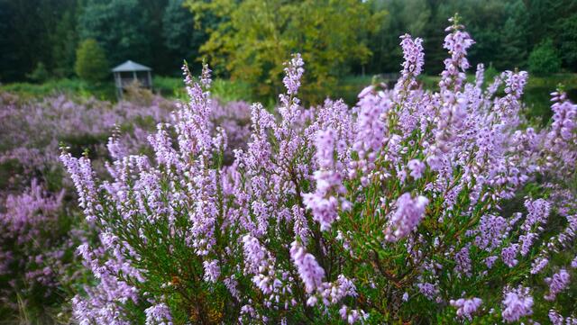 Heideblüten | Foto: Shima Mahi