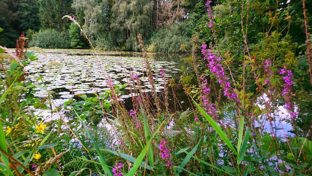 Herrlicher Wildwuchs rund um den Mühlenteich | Foto: Shima Mahi