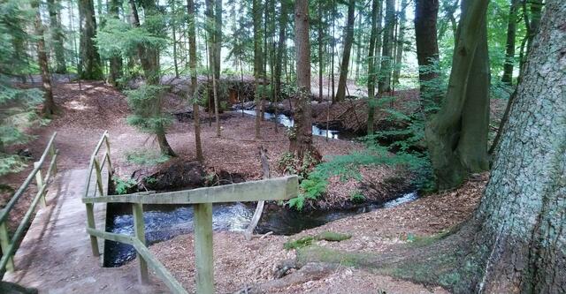 Hier fließt der Hasselbach in Mäandern. | Foto: Shima Mahi