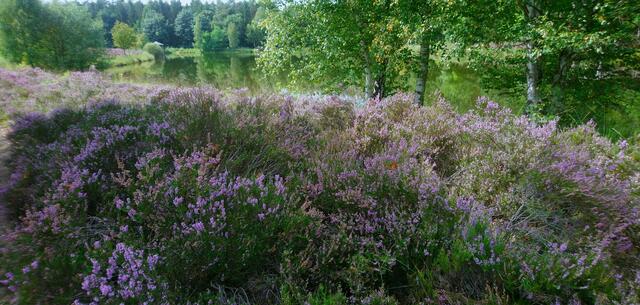Der namensgebende Teich  | Foto: Shima Mahi
