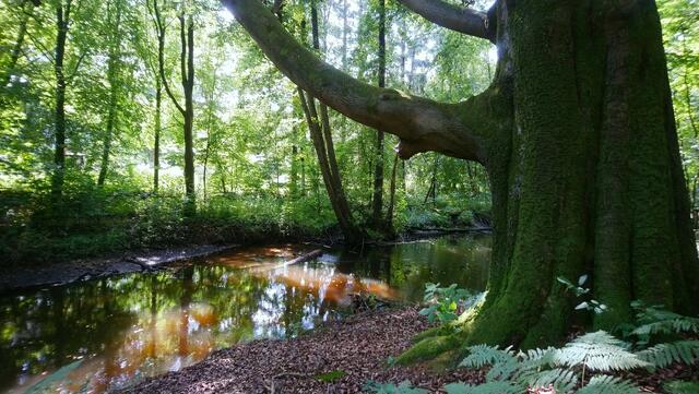 Märchenstimmung an der Lachte | Foto: Shima Mahi