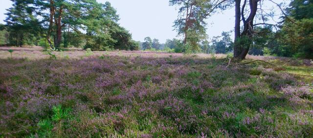 In der Reiterheide bei Helstorf | Foto: Shima Mahi