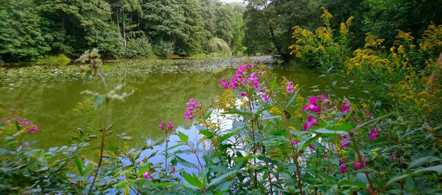 Ein verschwiegen gelegener Teich | Foto: Shima Mahi