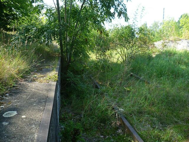 Die Natur erobert das Bahnhofsgelände zurück.
