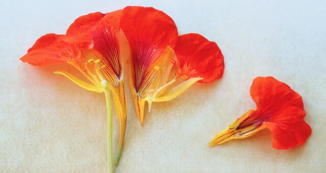 Längsschnitt durch eine Blüte