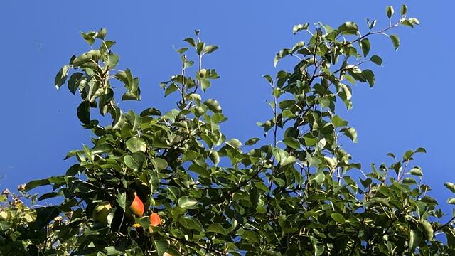 Auf der Streuobstwiese am Stadtrand werden jetzt die Birnen geerntet. Foto: Helmut Kuzina