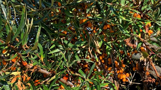 Ziemlich versteckt tauchen die reifen Beeren des Sanddorns auf. Foto: Helmut Kuzina