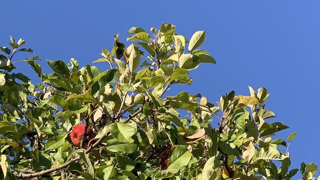 Auf der Streuobstwiese steht ein Apfelbaum der alten Sorte. Foto: Helmut Kuzina