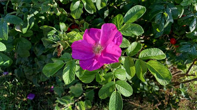 An manchen Stellen sind immer noch Blüten der Heckenrosen zu entdecken. Foto: Helmut Kuzina