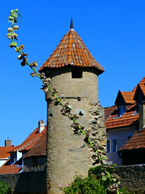 Einer der lohnendsten Spaziergänge mit der Kamera führt entlang der Gärten an der unteren Stadtmauer.