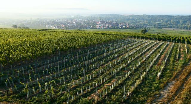 Die Ernte bei den fränkischen Winzern hat begonnen