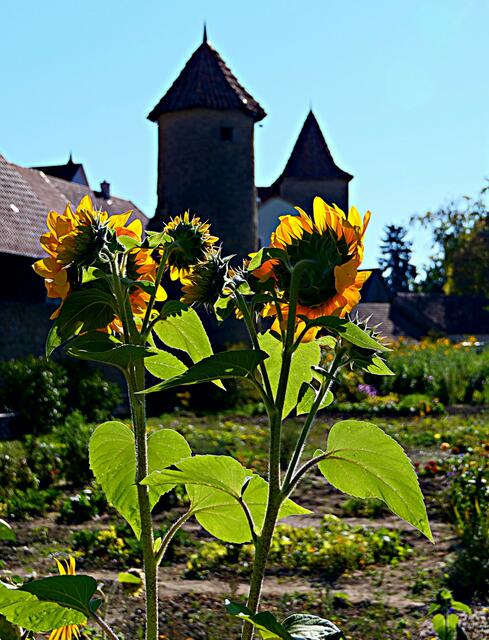 Und nur wenige Meter weiter leuchten die Sonnenblumen im Halbschatten der Stadtmauer