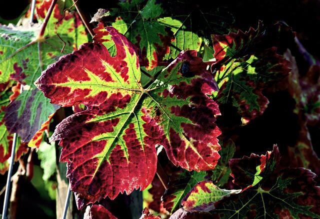 Stillleben mit Weinblatt