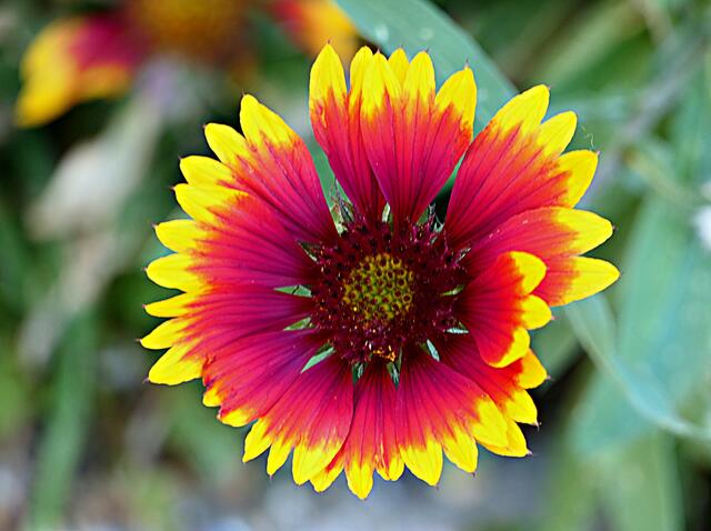 Der Blumenschmuck macht viele Gassen, Balkone und Plätze zu bunten Fotomotiven