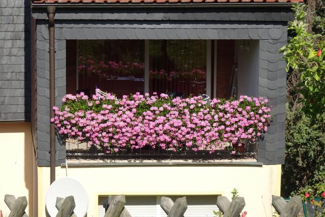 Blumenpracht in Neinstedt