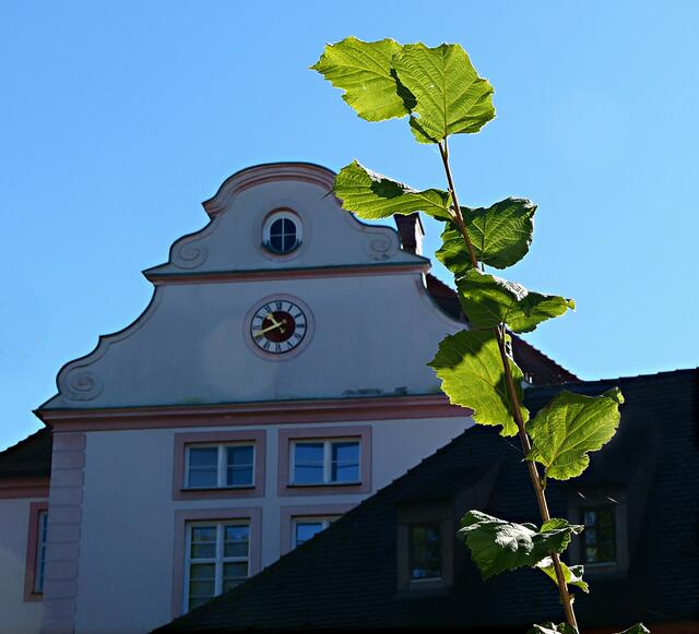 Die Fassade mit grünem Blattwerk