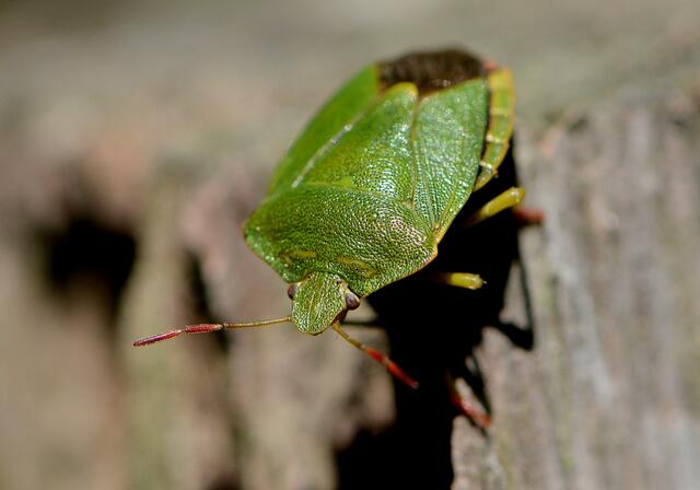 Grüne Stinkwanze  | Foto: Copyright Andreas Schäfer