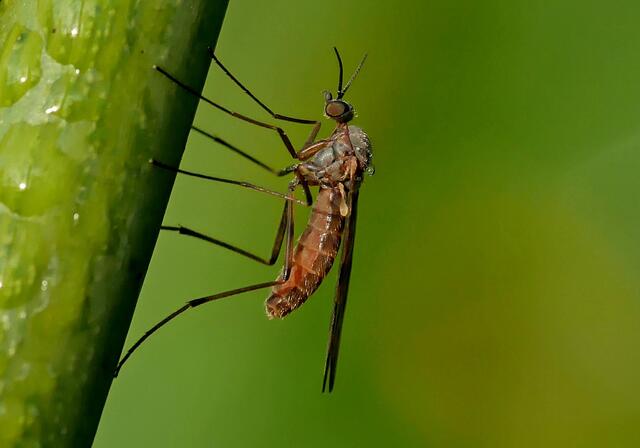 Raubfliege | Foto: Copyright Andreas Schäfer