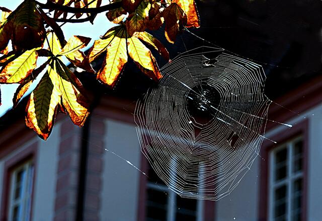 Herbstliche Idylle mit Spinnweben