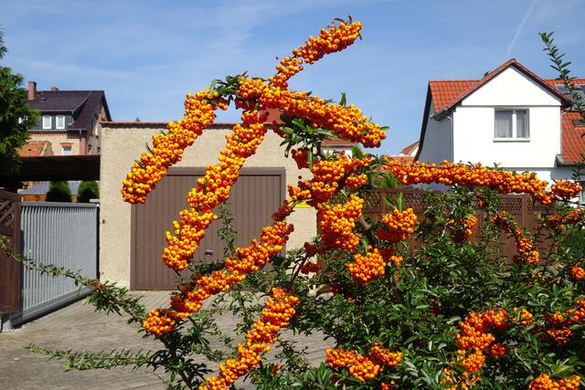 Sanddornstrauch in Neinstedt