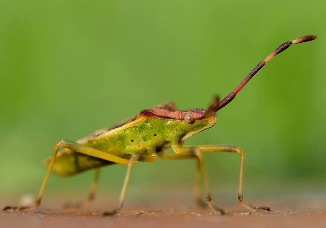 Grüne Stinkwanze  | Foto: Copyright Andreas Schäfer