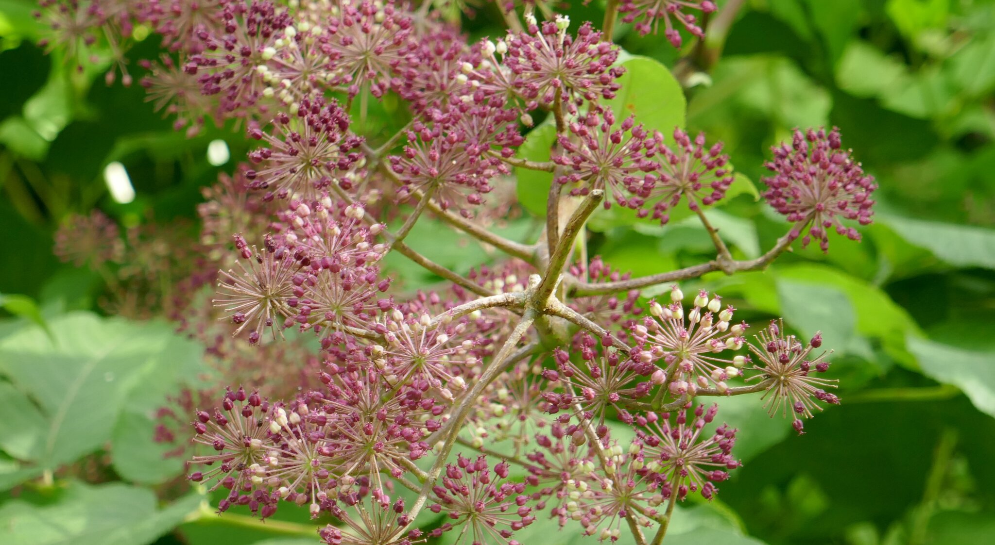 Flora Die Aralie Essen