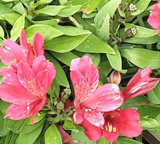 Foto: Iris Alefelder