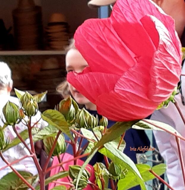 Foto: Iris Alefelder