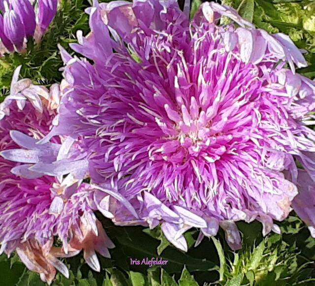 Foto: Iris Alefelder