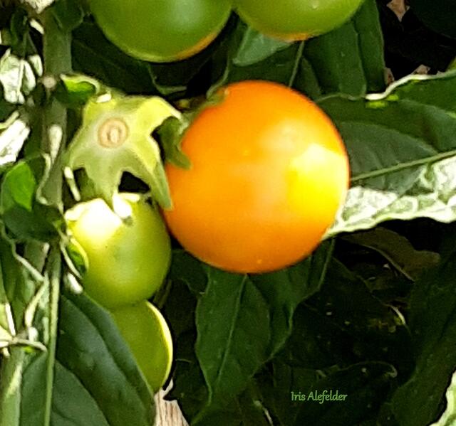 Foto: Iris Alefelder